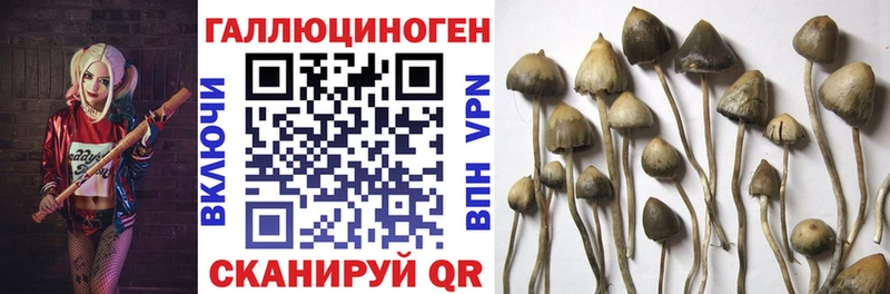 где купить наркоту Сунжа Псилоцибиновые грибы Cubensis